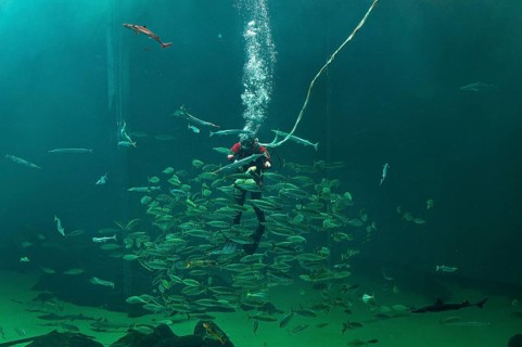 Diver and school of fish during feeding