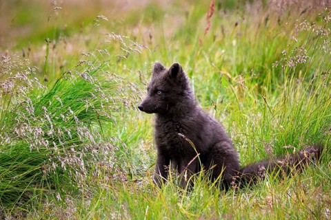 Arctic Fox (Vulpes lagopus)