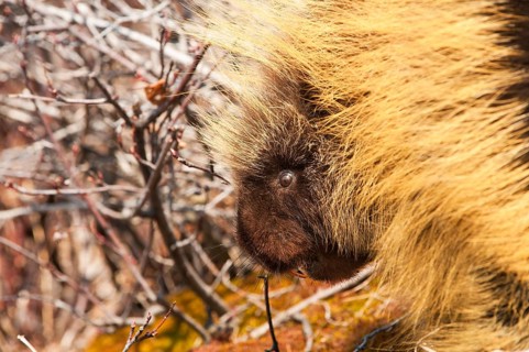 Porcupine