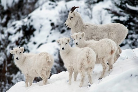 Dall sheep (Ovis dalli) with three young
