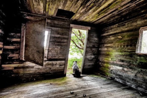 Dog sitting in the door of an old cabin