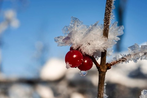 High bush cranberries (Viburnum trilobum) and ice crystals during cold spell at Lynx Creek