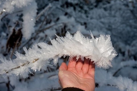 Hand touching ice crystals during cold spell at Lynx Creek