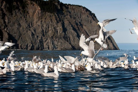 Glaucous-winged gulls (Larus glaucescens) feed at Gore Point