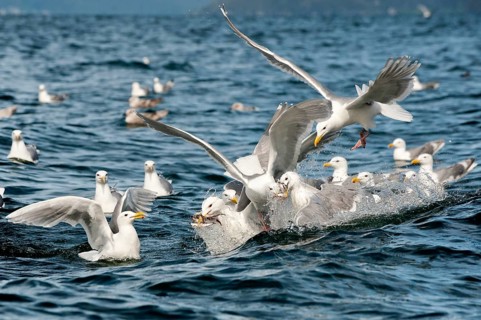 Glaucous-winged gulls (Larus glaucescens) feed on herring in the Gulf of Alaska