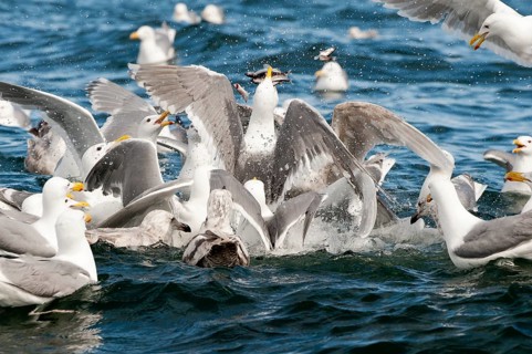 Glaucous-winged gulls (Larus glaucescens) feed on herring in the Gulf of Alaska