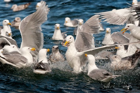 Glaucous-winged gulls (Larus glaucescens) feed on herring in the Gulf of Alaska