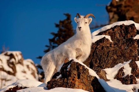 A Dall sheep (Ovis dalli)