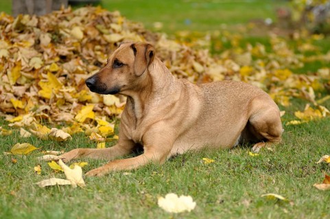 Mixed-breed Rhodesian Ridgeback lying in front of a pile of leaves