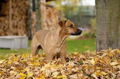 Mixed-breed Rhodesian Ridgeback standing in a pile of leaves