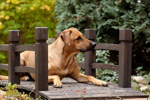 Mixed-breed Rhodesian Ridgeback lying on a wooden bridge