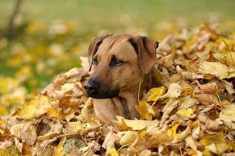Mixed-breed Rhodesian Ridgeback lying in a pile of leaves