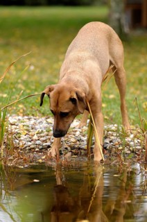 Mixed-breed Rhodesian Ridgeback standing at a pond and looking into the water