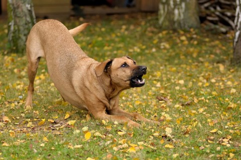 Mixed-breed Rhodesian Ridgeback barking encouragingly