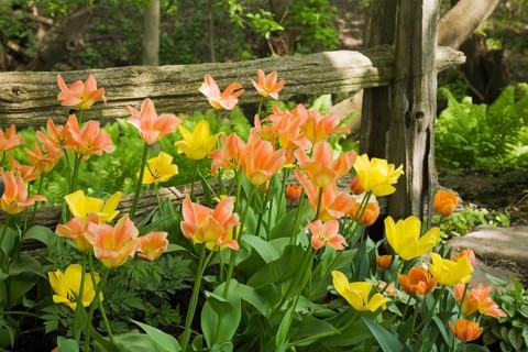 A cluster of orange and yellow tulips in front of a rustic wooden fence in a landscaped backyard garden in spring