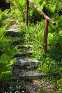 A set of steps between a patch of ferns in a landscaped residential backyard garden in spring