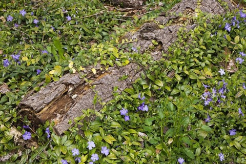 Close-up of a rotting tree stump and Periwinkle flowers in the 'Jardin du Grand Portage' garden in spring