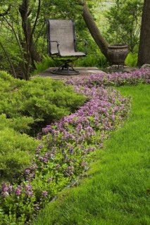 A row of purple flowers in a flower bed lead to a chair in a landscaped backyard garden in spring
