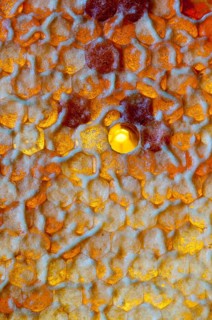 Honey comb