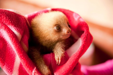 Three-toed-sloth (Bradypus)