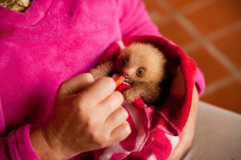 Three-toed-sloth (Bradypus)