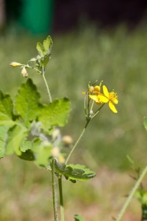 Greater Celandine or Tetterwort (Chelidonium majus)