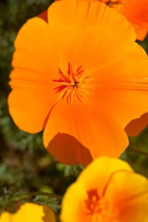 California Poppy (Eschscholzia californica)