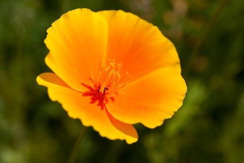 California Poppy (Eschscholzia californica)