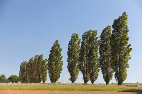 Typical avenue of poplars in the Lommatzscher Pflege district