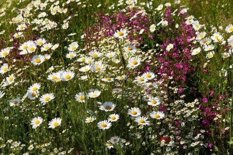 Oxeye Daisies (Leucanthemum vulgare)