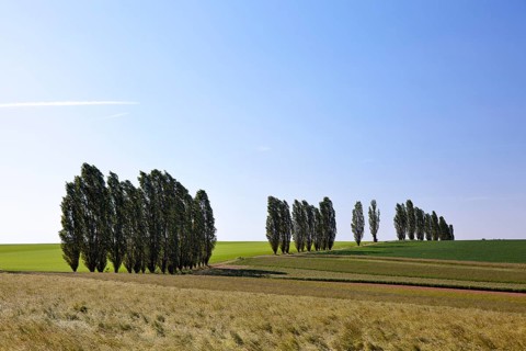 Typical avenue of poplars in the Lommatzscher Pflege district