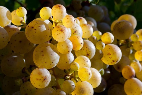 Ripe Riesling grapes