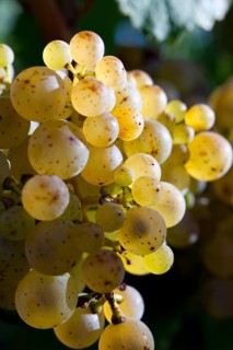 Ripe Riesling grapes