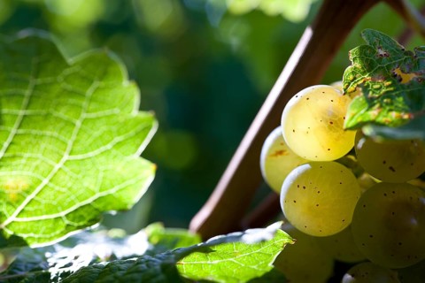 Ripe Riesling grapes