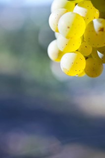 Grapes of the Riesling variety