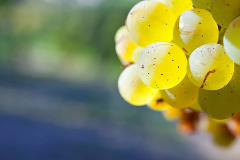 Grapes of the Riesling variety