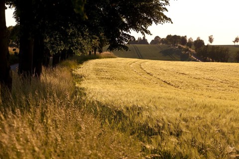 Barley field (Hordeum vulgare) in summer