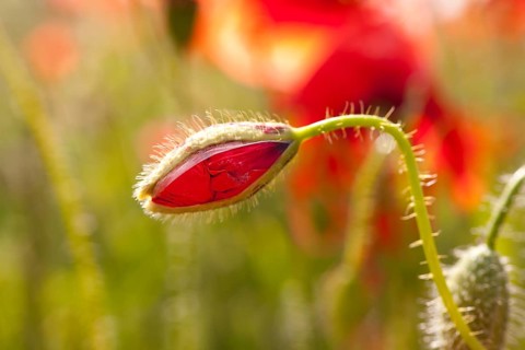 Bud