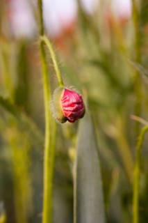 Bud