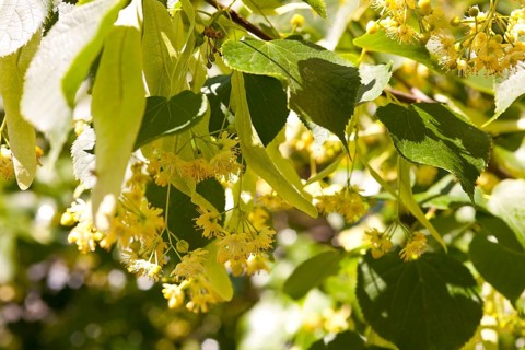 Flowers of the Small-leaved lime (Tilia cordata)