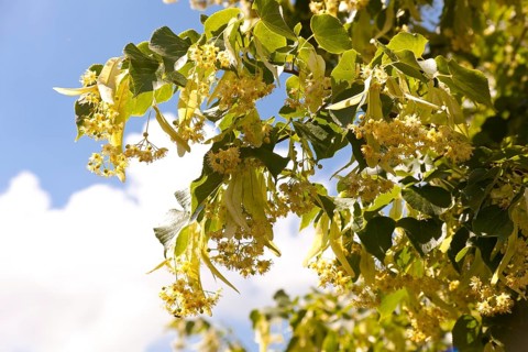 Flowers of the small-leaved Lime (Tilia cordata)