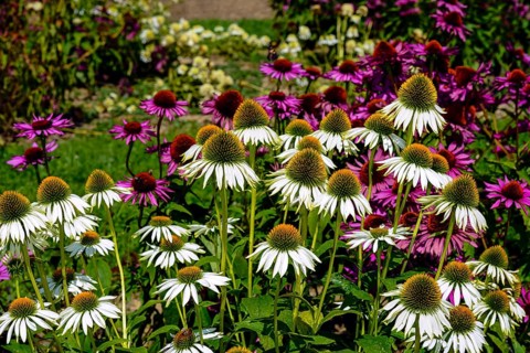 White Coneflower (Echinacea purpurea 'Alba') in front of Purple Coneflower (Echinacea purpurea)