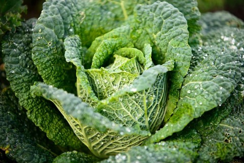 Savoy Cabbage (Brassica oleracea convar. capitata var. sabauda)