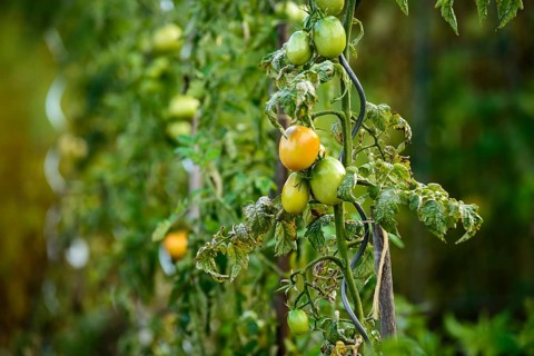 Tomato plants