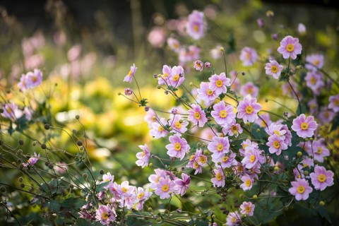 Japanese Anemone 'Pamina' (Anemone hupehensis var. japonica 'Pamina')
