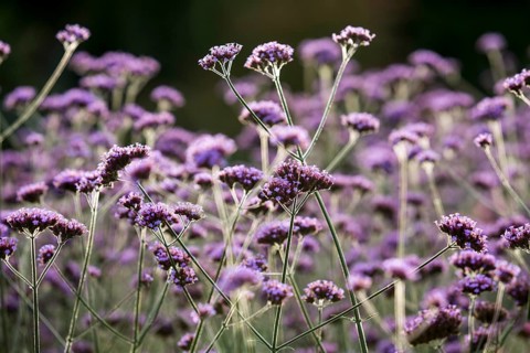 Purpletop Vervain