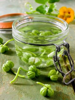 Nasturtium seeds being pickled