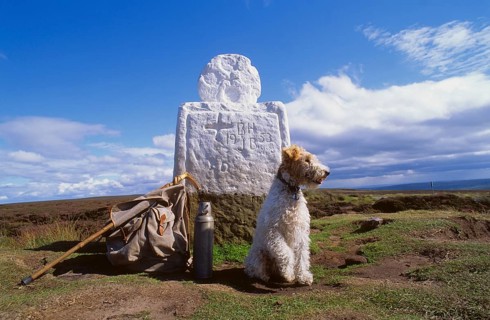 Fox Terrier at Fat Bessy's Cross