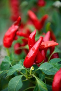 Chilis growing at Kalocsa