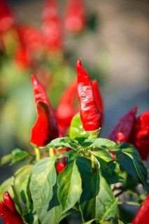 Chili peppers (Capsicum annuum) being grown to make Hungarian paprika